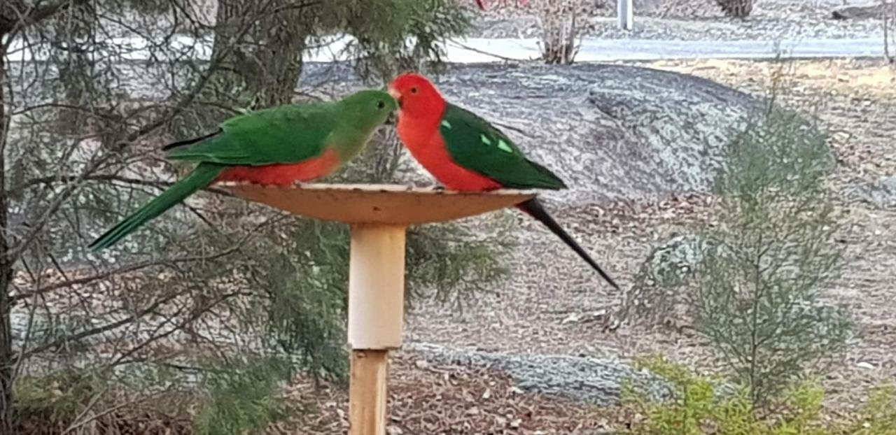 Murray Gardens Motel Stanthorpe Esterno foto